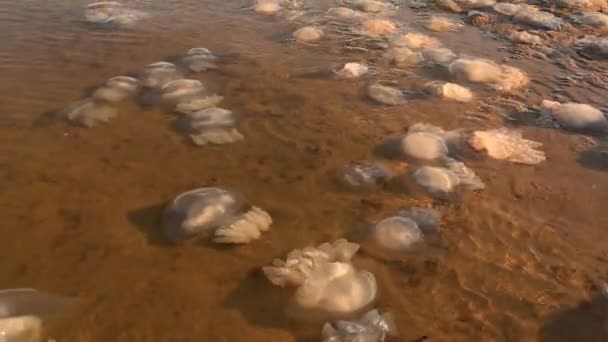 Ölü denizanaları kıyıya yakın yüzer. Ekoloji. Fırtınadan sonra deniz hayatı — Stok video