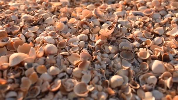 Θαλασσινά όστρακα σε ηλιόλουστη παραλία άμμο. στενή μακρο-φύση — Αρχείο Βίντεο