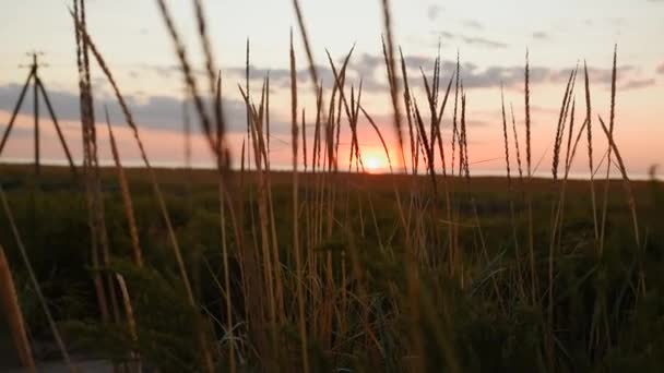 Silhouetted długie trawy stoją wysokie na polu, jak niesamowite pomarańczowe ustawienie światło słoneczne świeci przez, naturalne piękno — Wideo stockowe