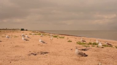 Kumsalda martılar yer ve yavaş çekimde uçar.