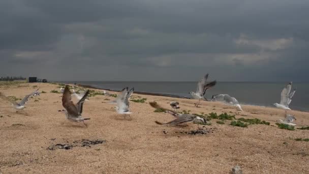 Γλάροι στην παραλία τρώνε και απογειώνονται πετώντας σε αργή κίνηση — Αρχείο Βίντεο