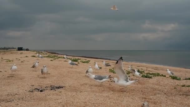 Gaivotas na praia comendo e decolando voando em câmera lenta — Vídeo de Stock