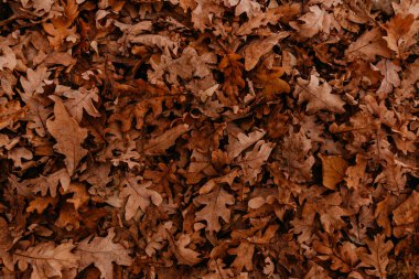 Soyut, güzel, nötr arka plan. Sonbahar portakalı. Ağaçlardan ve meşeden düşen kuru yapraklar. Boş şablon, antet, metin ve reklam için