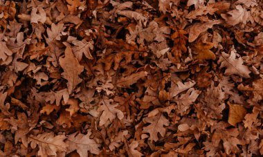 Soyut, güzel, nötr arka plan. Sonbahar portakalı. Ağaçlardan ve meşeden düşen kuru yapraklar. Boş şablon, antet, metin ve reklam için