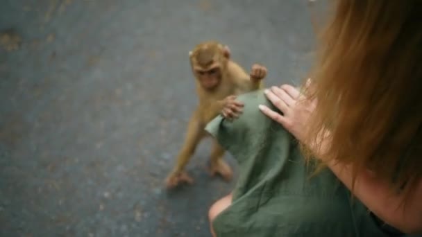 Kleines Affenkind hält eine junge Kaukasierin in einem Kleid und streichelt sie — Stockvideo