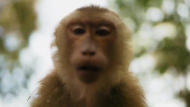 Küçük kıllı maymun kameraya saldırmak istiyor.