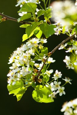 Kiraz çiçek Blossom, closeup 