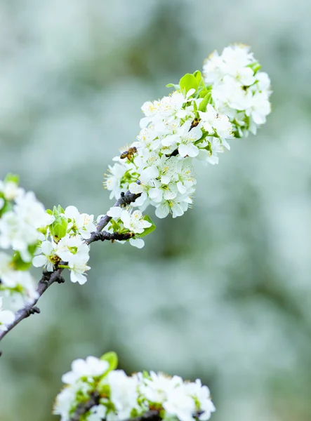 Closeup o třešňový květ na květ — Stock fotografie