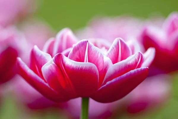 Tulip Flower at Blossom — Stock Photo, Image