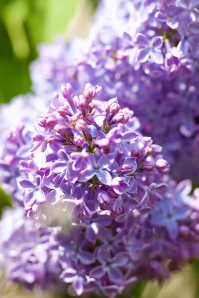 A tavaszi virág lila — Stock Fotó