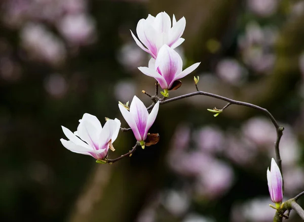 Κοντινό πλάνο του Magnolia λουλούδια στο άνθος — Φωτογραφία Αρχείου