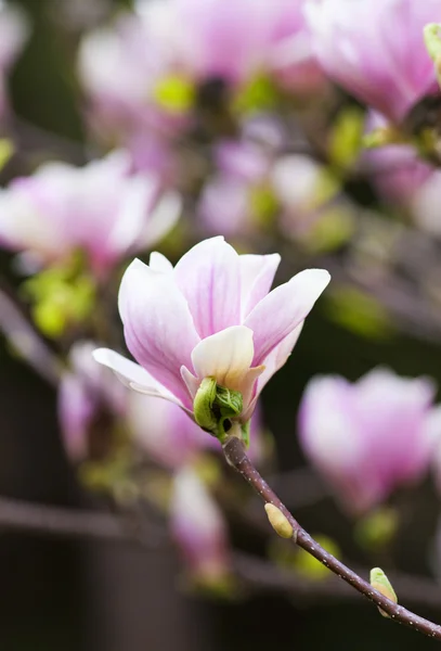 Closeup magnólie květ na květ — Stock fotografie