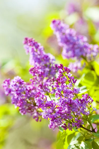 Lilas à Blossom au printemps — Photo