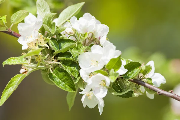 Äppelträdet på Blossom på våren — Stockfoto