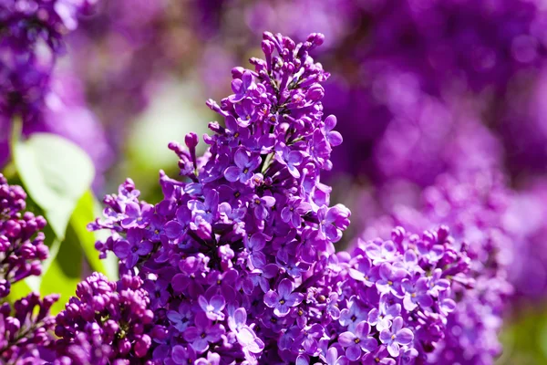 Lilás em Blossom na Primavera — Fotografia de Stock