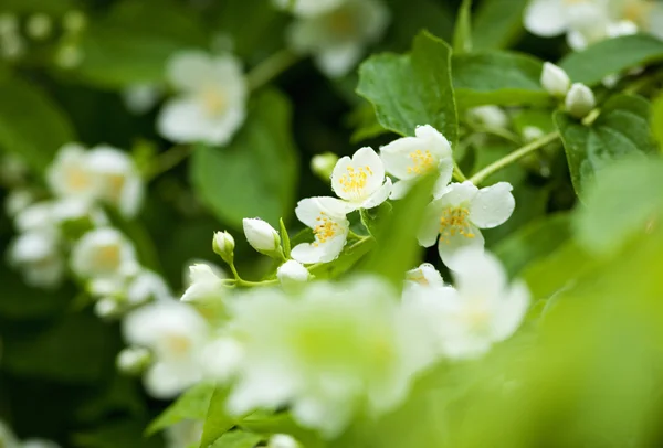 Close-up van Jasmijn Bloem bij Blossom in het voorjaar — Stockfoto