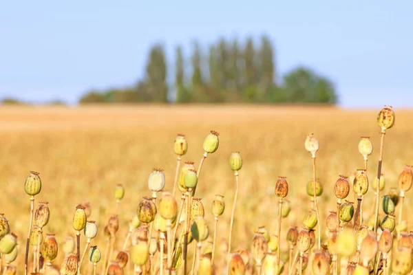 South Bohemia Field Seedheads Poppies — Stock Photo, Image