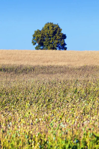 Boêmia Sul Campo Sementes Papoilas Imagens De Bancos De Imagens