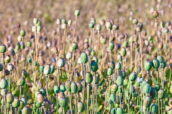 南ボヘミア ケシの種子のフィールド ロイヤリティフリーのストック写真