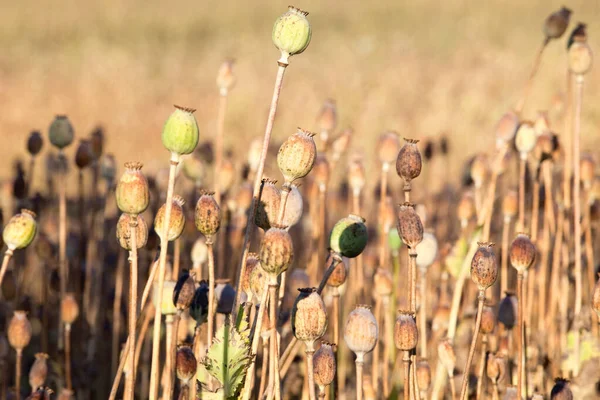 South Bohemia Field Seedheads Poppies Stock Picture