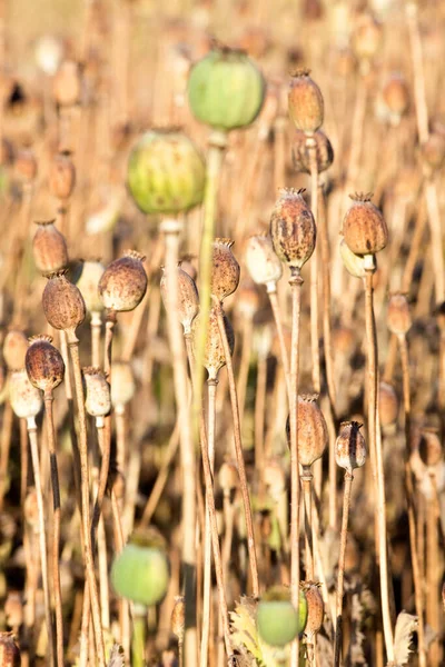 South Bohemia Field Seedheads Poppies Stock Photo