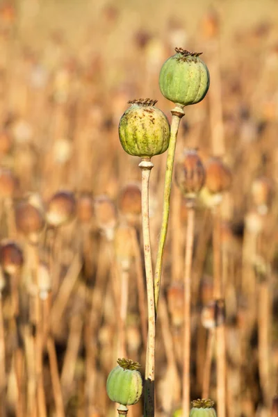 南ボヘミア ケシの種子のフィールド ロイヤリティフリーのストック画像