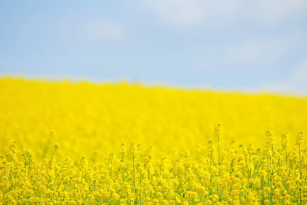 Sarı tecavüz ve mavi gökyüzü