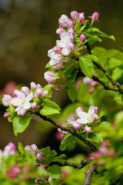 Blommande äppelträd — Stockfoto