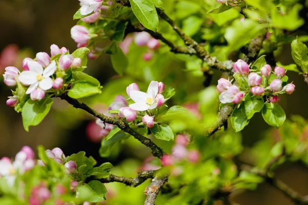 Blossom Apple Tree — Stock Photo, Image