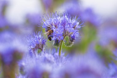 Bee Collecting Nectar on flower