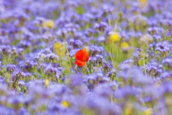 Field of Phacelia with a Lone Red Poppy — Stockfoto