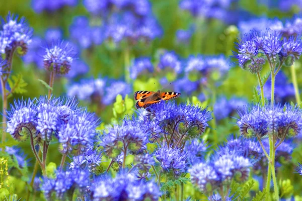 Field of Phacelia with Butterfly