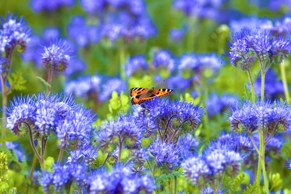 Phacelia-Feld mit Schmetterling — Stockfoto