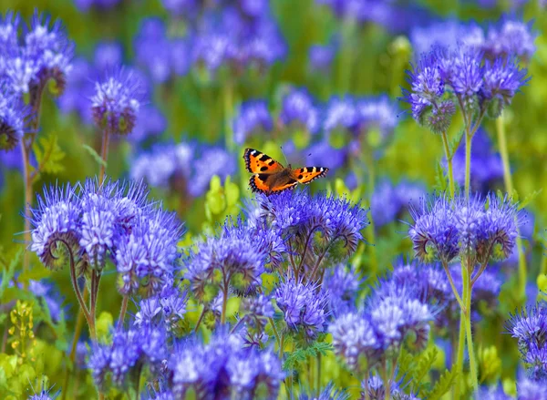 Phacelia-Feld mit Schmetterling — Stockfoto