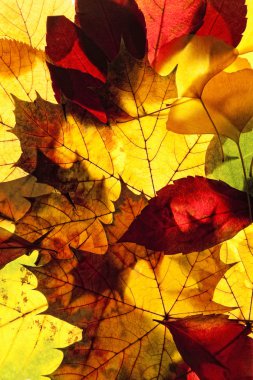 farklı sonbahar yaprakları