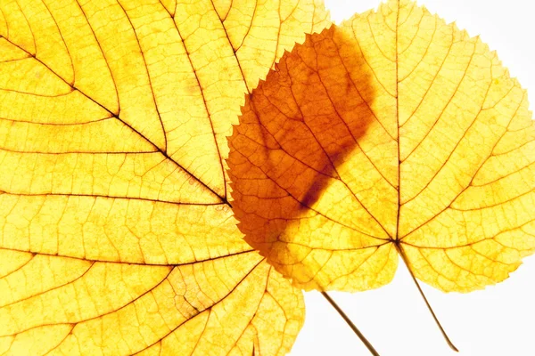 秋の紅葉の終了 — ストック写真