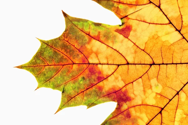 秋の葉のクローズ アップ — ストック写真