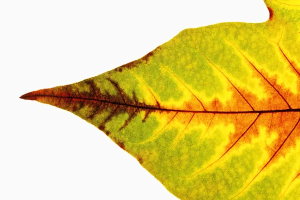 Close up Of Autumn Leaf — стоковое фото