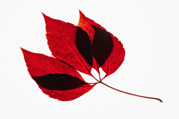 秋の紅葉の終了 — ストック写真