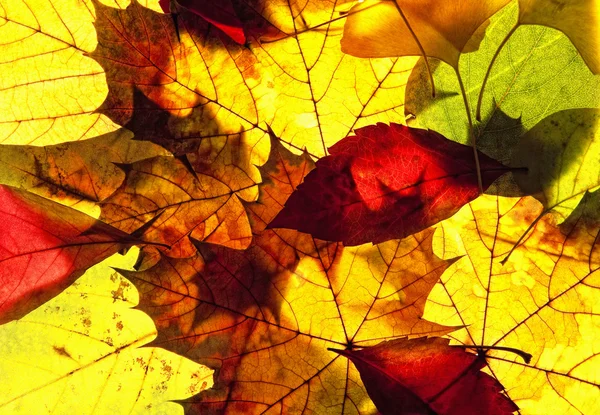 Farbenfrohe Herbstblätter — Stockfoto