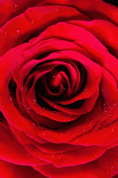 赤いバラのクローズアップ — ストック写真