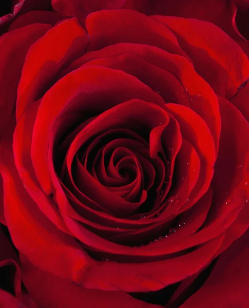 Primo piano di una rosa rossa — Foto Stock