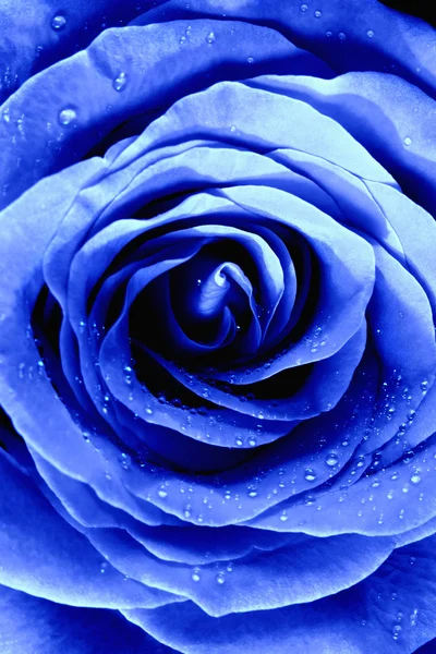 Fechar de uma Rosa Azul — Fotografia de Stock