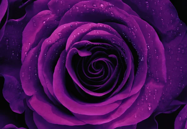 Primo piano di una rosa viola — Foto Stock