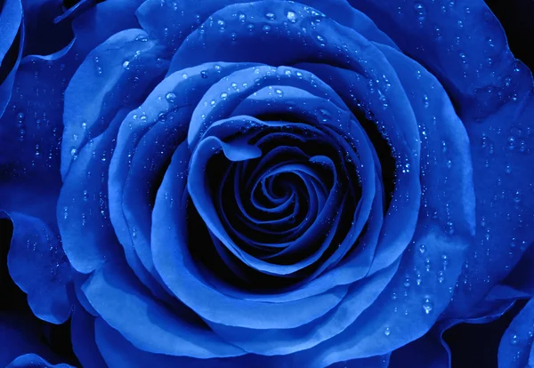 Primo piano di una Rosa Blu — Foto Stock