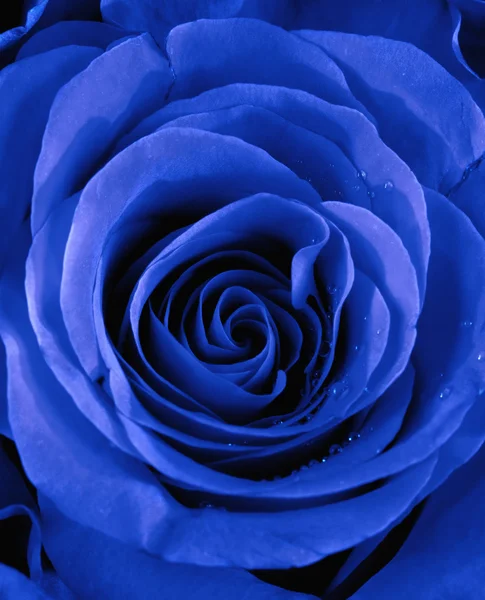 Closeup of a Blue Rose — Stock Photo, Image