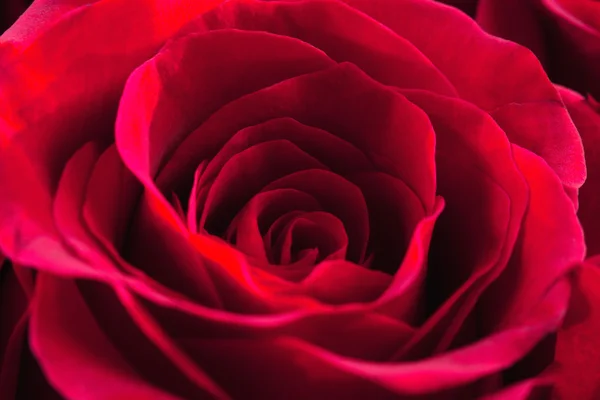 Primo piano di una rosa rossa — Foto Stock