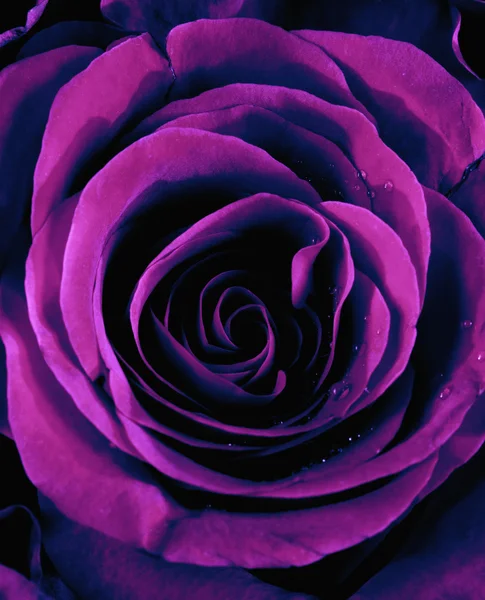 Closeup de uma rosa roxa — Fotografia de Stock