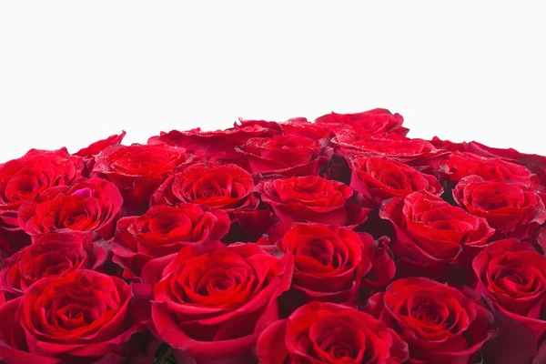 Bouquet of Red Roses — Stock Photo, Image