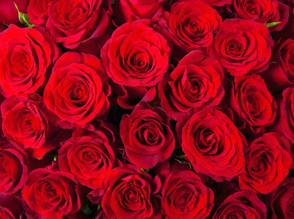 Rose rosse sfondo — Foto Stock